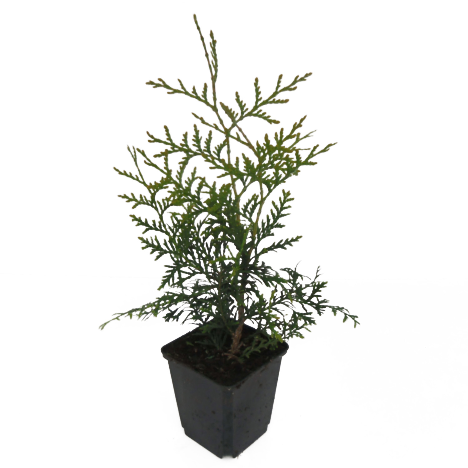 Туя западная Брабант